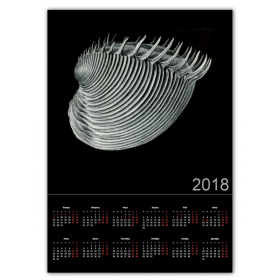 calendar_single_a2 с принтом Acephala Эрнста Геккеля в Петрозаводске,  |  | 