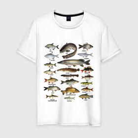 Мужская футболка хлопок с принтом Популярные виды рыб в Петрозаводске, 100% хлопок | прямой крой, круглый вырез горловины, длина до линии бедер, слегка спущенное плечо. | рыба | рыбалка | рыбачить | туризм | туристические | туристу | улов