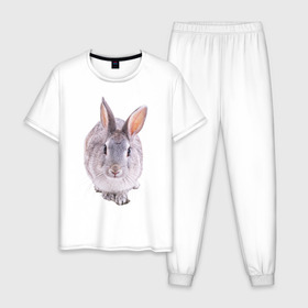 Мужская пижама хлопок с принтом Кролик в Петрозаводске, 100% хлопок | брюки и футболка прямого кроя, без карманов, на брюках мягкая резинка на поясе и по низу штанин
 | заяц | кролик | крольчёнок | крольчишка