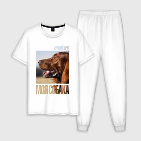 Мужская пижама хлопок с принтом Ирландский сеттер в Петрозаводске, 100% хлопок | брюки и футболка прямого кроя, без карманов, на брюках мягкая резинка на поясе и по низу штанин
 | drug | ирландский сеттер | порода | собака