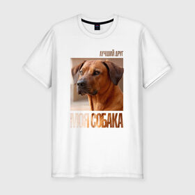 Мужская футболка премиум с принтом Родезийский риджбек в Петрозаводске, 92% хлопок, 8% лайкра | приталенный силуэт, круглый вырез ворота, длина до линии бедра, короткий рукав | drug | порода | родезийский риджбек | собака