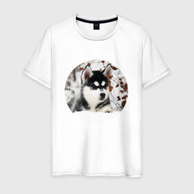 Мужская футболка хлопок с принтом Щенок хаски в Петрозаводске, 100% хлопок | прямой крой, круглый вырез горловины, длина до линии бедер, слегка спущенное плечо. | dog | husky | собака | хаски | щенок