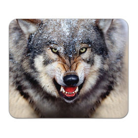 Коврик прямоугольный с принтом Волк в Петрозаводске, натуральный каучук | размер 230 х 185 мм; запечатка лицевой стороны | волк | животные | злой волк | зубы | оскал