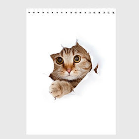 Скетчбук с принтом Котик в Петрозаводске, 100% бумага
 | 48 листов, плотность листов — 100 г/м2, плотность картонной обложки — 250 г/м2. Листы скреплены сверху удобной пружинной спиралью | кот | котенок | котик | кошка | милый