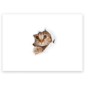 Поздравительная открытка с принтом Котик в Петрозаводске, 100% бумага | плотность бумаги 280 г/м2, матовая, на обратной стороне линовка и место для марки
 | кот | котенок | котик | кошка | милый