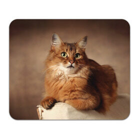 Коврик прямоугольный с принтом Кот в Петрозаводске, натуральный каучук | размер 230 х 185 мм; запечатка лицевой стороны | Тематика изображения на принте: домашняя | животное | кот | котэ | кошка