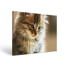 Холст прямоугольный с принтом Кот в Петрозаводске, 100% ПВХ |  | Тематика изображения на принте: домашняя | животное | кот | котэ | кошка