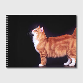 Альбом для рисования с принтом Рыжий кот в Петрозаводске, 100% бумага
 | матовая бумага, плотность 200 мг. | домашняя | животное | кот | котэ | кошка | рыжая