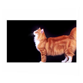 Бумага для упаковки 3D с принтом Рыжий кот в Петрозаводске, пластик и полированная сталь | круглая форма, металлическое крепление в виде кольца | Тематика изображения на принте: домашняя | животное | кот | котэ | кошка | рыжая