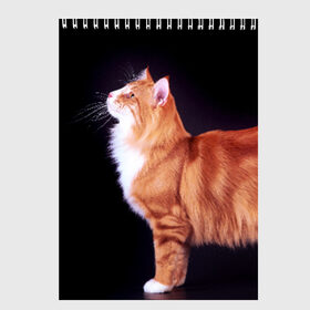 Скетчбук с принтом Рыжий кот в Петрозаводске, 100% бумага
 | 48 листов, плотность листов — 100 г/м2, плотность картонной обложки — 250 г/м2. Листы скреплены сверху удобной пружинной спиралью | Тематика изображения на принте: домашняя | животное | кот | котэ | кошка | рыжая