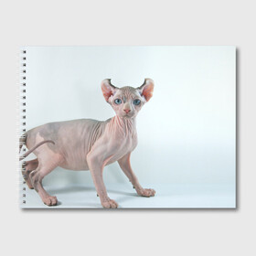 Альбом для рисования с принтом Сфинкс в Петрозаводске, 100% бумага
 | матовая бумага, плотность 200 мг. | домашняя | животное | кот | котэ | кошка | сфинкс