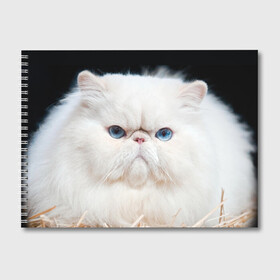 Альбом для рисования с принтом Персидский кот в Петрозаводске, 100% бумага
 | матовая бумага, плотность 200 мг. | домашняя | животное | кот | котэ | кошка | персидский