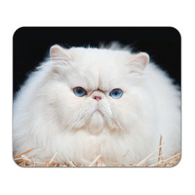 Коврик прямоугольный с принтом Персидский кот в Петрозаводске, натуральный каучук | размер 230 х 185 мм; запечатка лицевой стороны | Тематика изображения на принте: домашняя | животное | кот | котэ | кошка | персидский