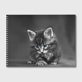 Альбом для рисования с принтом Котенок в Петрозаводске, 100% бумага
 | матовая бумага, плотность 200 мг. | домашняя | животное | кот | котэ | кошка