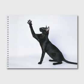 Альбом для рисования с принтом Кот в Петрозаводске, 100% бумага
 | матовая бумага, плотность 200 мг. | домашняя | животное | кот | котэ | кошка