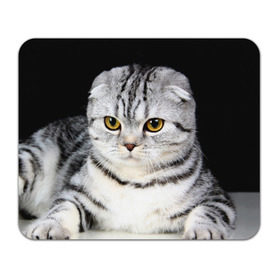 Коврик прямоугольный с принтом Кот в Петрозаводске, натуральный каучук | размер 230 х 185 мм; запечатка лицевой стороны | Тематика изображения на принте: домашняя | животное | кот | котэ | кошка