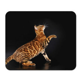 Коврик прямоугольный с принтом Бенгальская кошка в Петрозаводске, натуральный каучук | размер 230 х 185 мм; запечатка лицевой стороны | Тематика изображения на принте: бенгальская | домашняя | животное | кот | котэ | кошка
