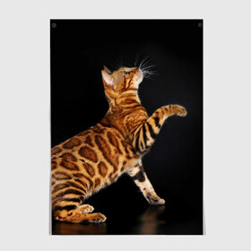 Постер с принтом Бенгальская кошка в Петрозаводске, 100% бумага
 | бумага, плотность 150 мг. Матовая, но за счет высокого коэффициента гладкости имеет небольшой блеск и дает на свету блики, но в отличии от глянцевой бумаги не покрыта лаком | бенгальская | домашняя | животное | кот | котэ | кошка