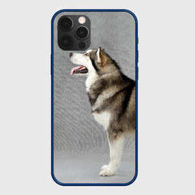 Чехол для iPhone 12 Pro Max с принтом Аляскинский маламут в Петрозаводске, Силикон |  | аляскинский маламут | животное | порода | собака