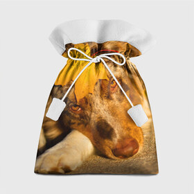 Подарочный 3D мешок с принтом Австралийская овчарка в Петрозаводске, 100% полиэстер | Размер: 29*39 см | Тематика изображения на принте: австралийская овчарка | клён | осень | порода | собака