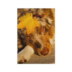 Обложка для паспорта матовая кожа с принтом Австралийская овчарка в Петрозаводске, натуральная матовая кожа | размер 19,3 х 13,7 см; прозрачные пластиковые крепления | Тематика изображения на принте: австралийская овчарка | клён | осень | порода | собака