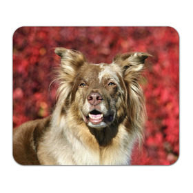 Коврик прямоугольный с принтом Австралийская овчарка в Петрозаводске, натуральный каучук | размер 230 х 185 мм; запечатка лицевой стороны | австралийская овчарка | животное | порода | собака