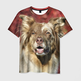 Мужская футболка 3D с принтом Австралийская овчарка в Петрозаводске, 100% полиэфир | прямой крой, круглый вырез горловины, длина до линии бедер | австралийская овчарка | животное | порода | собака