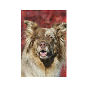 Обложка для паспорта матовая кожа с принтом Австралийская овчарка в Петрозаводске, натуральная матовая кожа | размер 19,3 х 13,7 см; прозрачные пластиковые крепления | Тематика изображения на принте: австралийская овчарка | животное | порода | собака