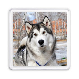 Магнит 55*55 с принтом Аляскинский маламут в Петрозаводске, Пластик | Размер: 65*65 мм; Размер печати: 55*55 мм | аляскинский маламут | животное | порода | собака