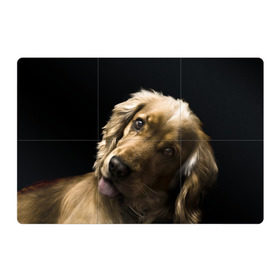 Магнитный плакат 3Х2 с принтом Английский кокер-спаниель в Петрозаводске, Полимерный материал с магнитным слоем | 6 деталей размером 9*9 см | английский кокер спаниель | животно | порода | собака