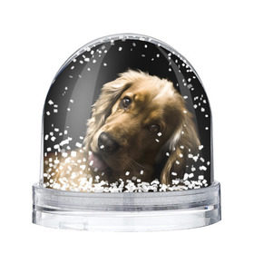 Снежный шар с принтом Английский кокер-спаниель в Петрозаводске, Пластик | Изображение внутри шара печатается на глянцевой фотобумаге с двух сторон | Тематика изображения на принте: английский кокер спаниель | животно | порода | собака