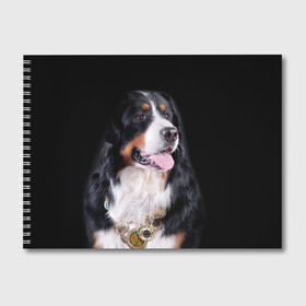 Альбом для рисования с принтом Бернский зенненхунд в Петрозаводске, 100% бумага
 | матовая бумага, плотность 200 мг. | бернский зенненхунд | животное | порода | собака