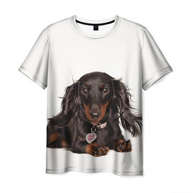 Мужская футболка 3D с принтом Карликовая такса в Петрозаводске, 100% полиэфир | прямой крой, круглый вырез горловины, длина до линии бедер | животное | карликовая такса | порода | собака
