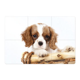 Магнитный плакат 3Х2 с принтом Кинг чарльз спаниель в Петрозаводске, Полимерный материал с магнитным слоем | 6 деталей размером 9*9 см | Тематика изображения на принте: животное | кинг чарльз спаниель | порода | собака
