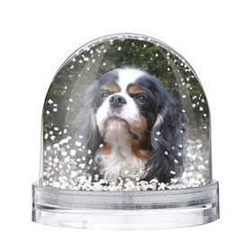 Снежный шар с принтом Кинг чарльз спаниель в Петрозаводске, Пластик | Изображение внутри шара печатается на глянцевой фотобумаге с двух сторон | животное | кинг чарльз спаниель | порода | собака