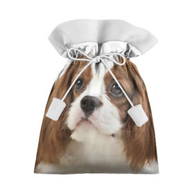 Подарочный 3D мешок с принтом Кинг чарльз спаниель в Петрозаводске, 100% полиэстер | Размер: 29*39 см | Тематика изображения на принте: животное | кинг чарльз спаниель | порода | собака