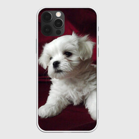 Чехол для iPhone 12 Pro Max с принтом Мальтийская болонка в Петрозаводске, Силикон |  | животное | мальтийская болонка | порода | собака
