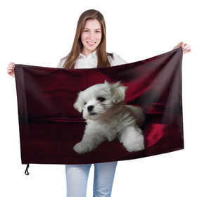 Флаг 3D с принтом Мальтийская болонка в Петрозаводске, 100% полиэстер | плотность ткани — 95 г/м2, размер — 67 х 109 см. Принт наносится с одной стороны | животное | мальтийская болонка | порода | собака