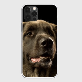 Чехол для iPhone 12 Pro Max с принтом Леонбергер в Петрозаводске, Силикон |  | Тематика изображения на принте: животное | леонбергер | порода | собака