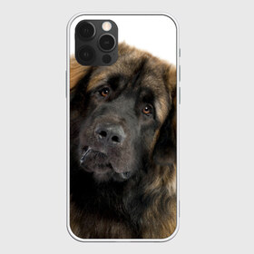Чехол для iPhone 12 Pro Max с принтом Леонбергер в Петрозаводске, Силикон |  | Тематика изображения на принте: животное | леонбергер | порода | собака