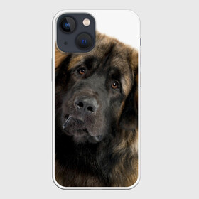 Чехол для iPhone 13 mini с принтом Леонбергер в Петрозаводске,  |  | животное | леонбергер | порода | собака