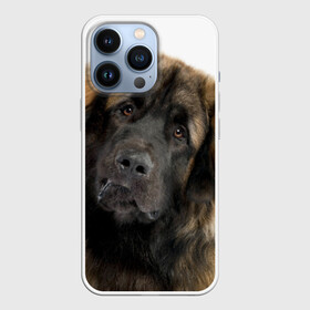 Чехол для iPhone 13 Pro с принтом Леонбергер в Петрозаводске,  |  | Тематика изображения на принте: животное | леонбергер | порода | собака