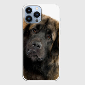 Чехол для iPhone 13 Pro Max с принтом Леонбергер в Петрозаводске,  |  | Тематика изображения на принте: животное | леонбергер | порода | собака