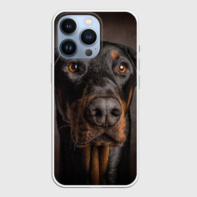 Чехол для iPhone 13 Pro с принтом Доберман в Петрозаводске,  |  | Тематика изображения на принте: доберман | животное | порода | собака