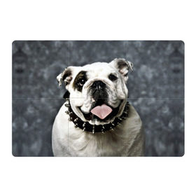 Магнитный плакат 3Х2 с принтом Английский бульдог в Петрозаводске, Полимерный материал с магнитным слоем | 6 деталей размером 9*9 см | Тематика изображения на принте: животное | порода | собака | французский бульдог