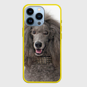 Чехол для iPhone 13 Pro с принтом Пудель в Петрозаводске,  |  | Тематика изображения на принте: животное | порода | пудель | собака