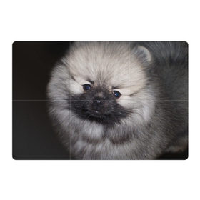 Магнитный плакат 3Х2 с принтом Кеесхонд в Петрозаводске, Полимерный материал с магнитным слоем | 6 деталей размером 9*9 см | животное | кеесхонд | порода | собака