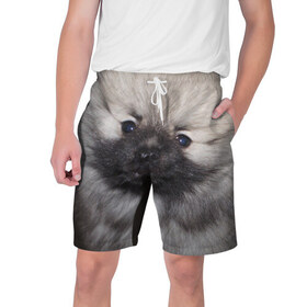 Мужские шорты 3D с принтом Кеесхонд в Петрозаводске,  полиэстер 100% | прямой крой, два кармана без застежек по бокам. Мягкая трикотажная резинка на поясе, внутри которой широкие завязки. Длина чуть выше колен | животное | кеесхонд | порода | собака