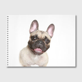Альбом для рисования с принтом Французский бульдог в Петрозаводске, 100% бумага
 | матовая бумага, плотность 200 мг. | животное | порода | собака | французский бульдог
