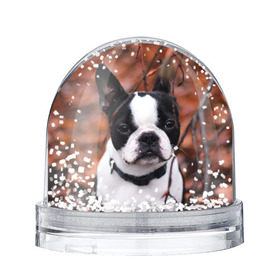 Снежный шар с принтом Бостон Терьер в Петрозаводске, Пластик | Изображение внутри шара печатается на глянцевой фотобумаге с двух сторон | Тематика изображения на принте: животное | порода | собака | французский бульдог